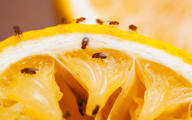 Fruit flies for research: iStock Fruit flies for research: iStock
