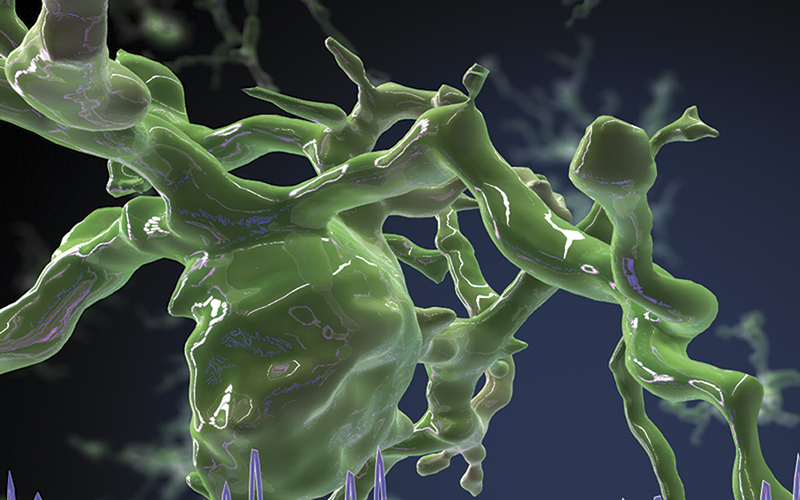 Microglia Microglia