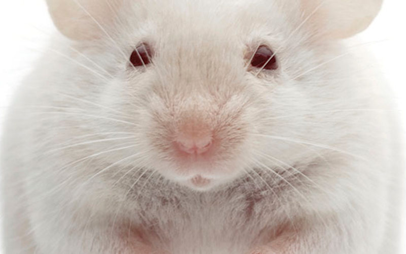 Mouse: iStock Mouse: iStock