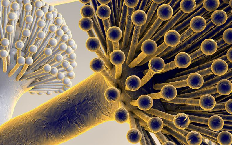 Aspergillus