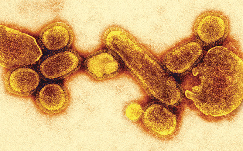 Virus
