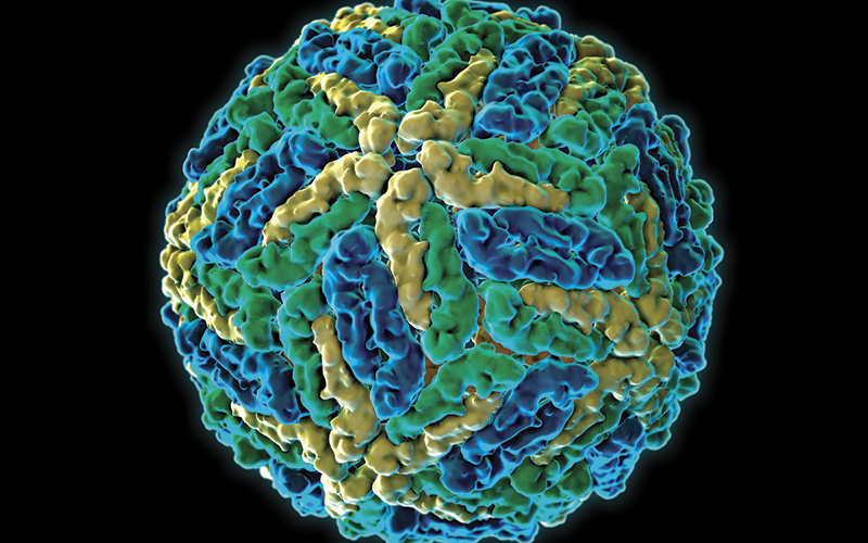 supporting research dengue virus molecular model