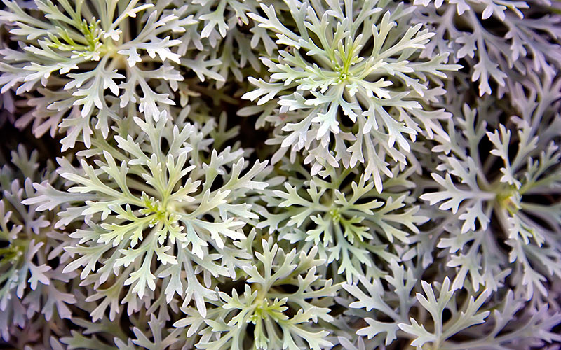 Sweet Wormwood