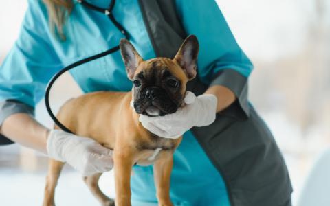 pets dog examination-CREDIT-shutterstock-1912904569