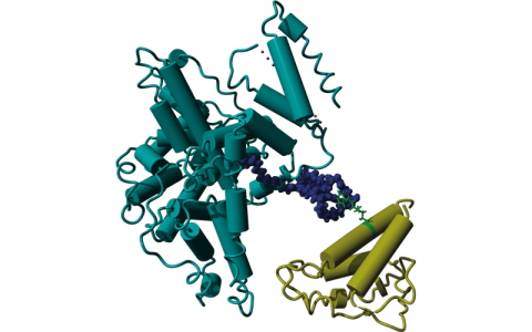 NOVEL PROTEIN CONJUGATE THERAPY - CREDIT-Supplied
