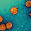 p8-11-news-human-papillomavirus-particles-science-photo-library-c0074047.jpg