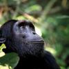 chimpanzee-CREDIT-iStock-529118863