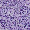 cytopathology - CREDIT - Leonie-Wheeldon-21