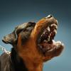 Ferocious Rottweiler barking on blue background-CREDIT-istock-486728529