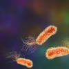 pseudomonas aeruginosa bacteria Image-Credit | Science Photo Library - f0381226
