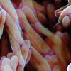 Tuberculosis vaccine bacteria-Image Credit | Science Photo Library - b2201433