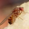 Fruit Fly, Drosophilidae Image Credit | shutterstock- 682007272