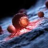 white cells attacking cancer - CREDIT- Science Photo Library f0234989.jpg