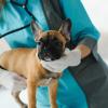 pets dog examination-CREDIT-shutterstock-1912904569