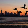 Flying geese at evening in New York City - CREDIT - Getty-1424137210