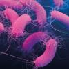 Pseudomonas aeruginosa bacteria - CREDIT - Science-Photolibrary-f0280202