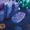 Mitochondrion in an animal cell, computer illustration.-CREDIT- Science-Photo-Library-f0377124.jpg