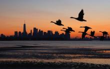 Flying geese at evening in New York City - CREDIT - Getty-1424137210