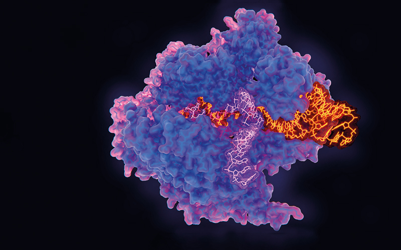 CRISPR-Cas9 gene editing complex, illustration.Image credit - Science-Photo-Library-f0248864