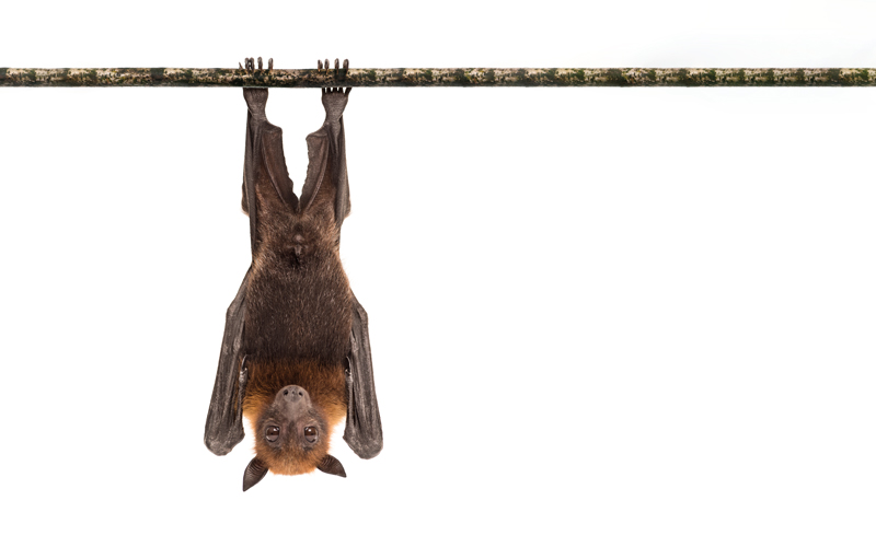 bat-CREDIT_istock-1217828849