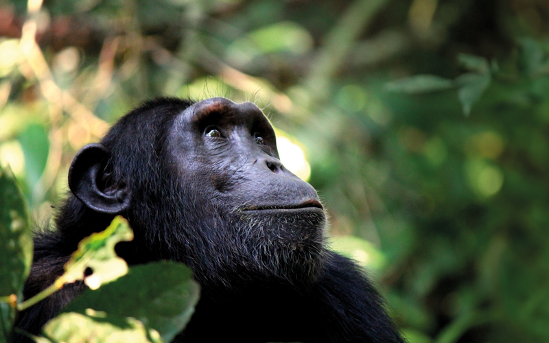 chimpanzee-CREDIT-iStock-529118863