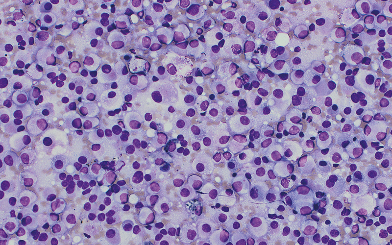 cytopathology - CREDIT - Leonie-Wheeldon-21