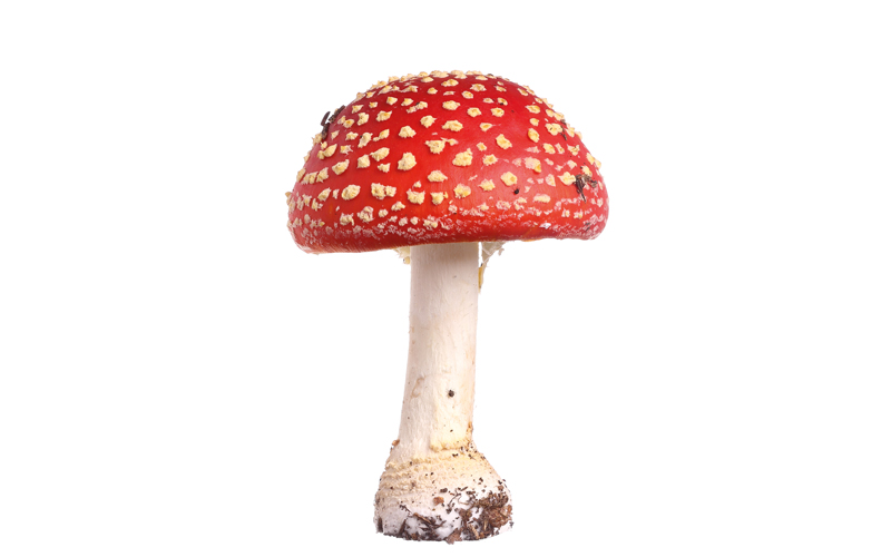 toadstool-Image Credit | istock