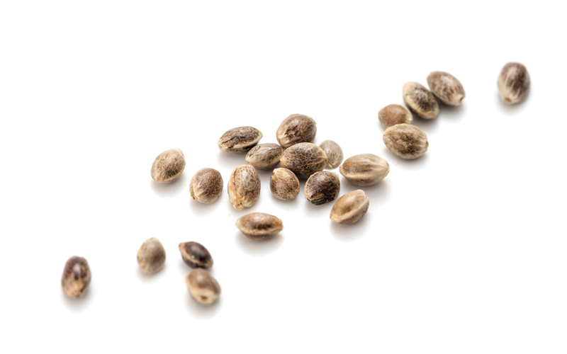 hemp-seeds_CREDIT_shutterstock-1009971097