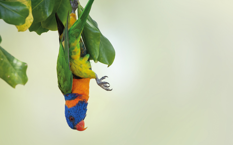 Red collared lorikeet-CREDIT-shutterstock
