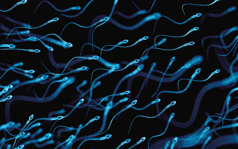 medically accurate illustration of human sperms-Image Credit | Science Photo Library - 319477082