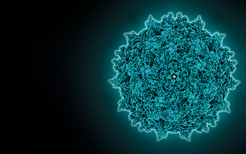 adeno associated virus capsid-Image Credit | Science Photo Library - c0142837