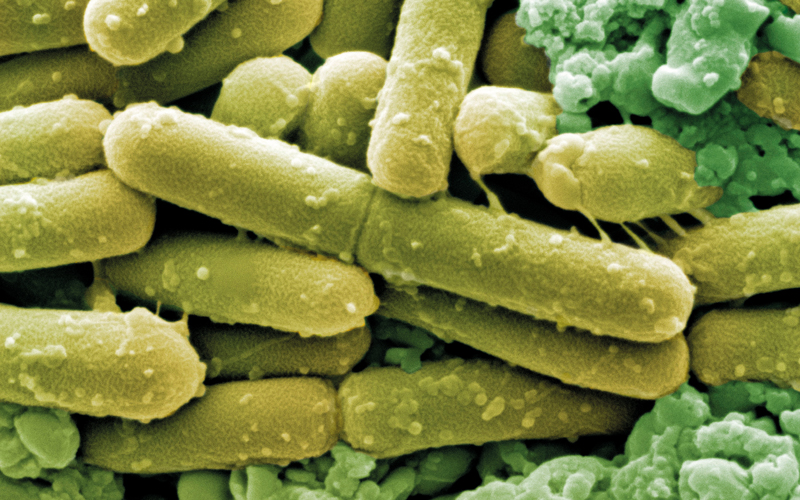 clostridioides difficile bacteria-Image Credit | Science Photo Library - c0016337