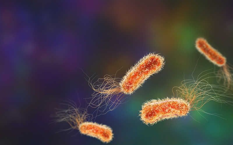 pseudomonas aeruginosa bacteria Image-Credit | Science Photo Library - f0381226