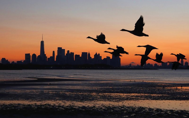 Flying geese at evening in New York City - CREDIT - Getty-1424137210