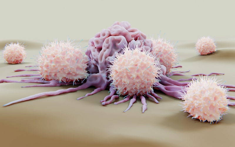 Natural-killer cells attacking a cancer cel - CREDIT - Science-Photolibrary-f0339843