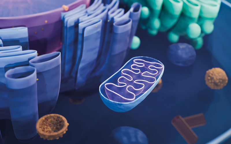 Mitochondrion in an animal cell, computer illustration.-CREDIT- Science-Photo-Library-f0377124.jpg